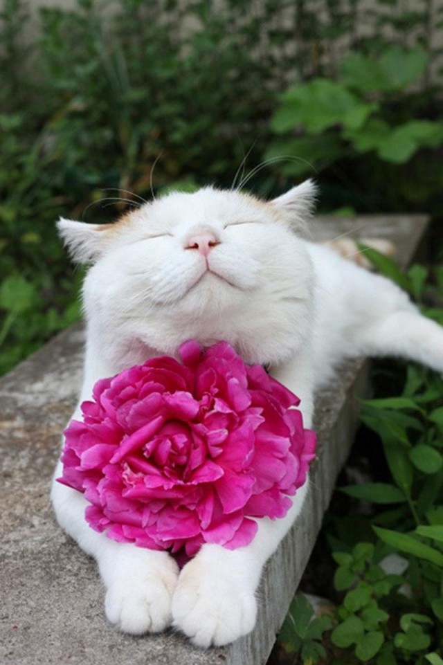 Коты из сети