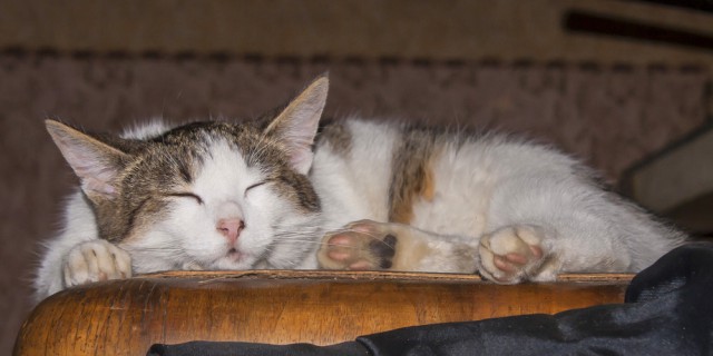 Котовторник 14.03.2017