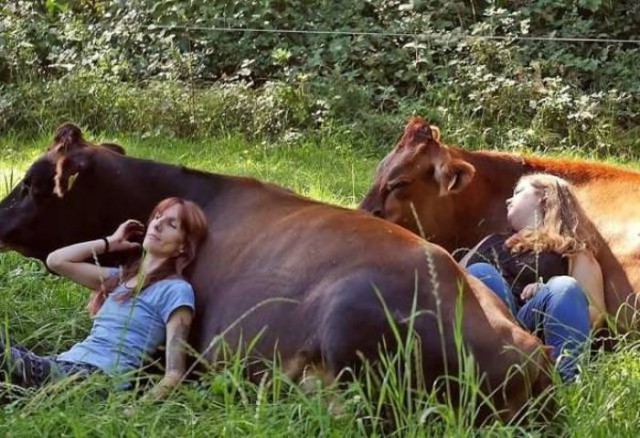 Коровы выглядят довольно странно, когда решают посидеть на травке