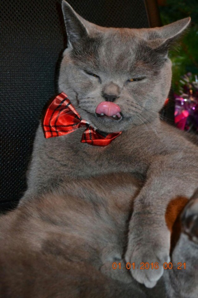 Коты и Кошки