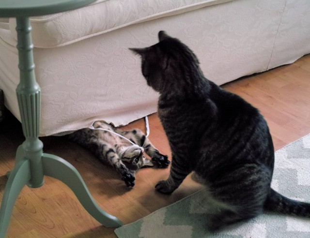 Коты и Кошки