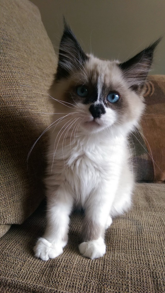 Коты и Кошки