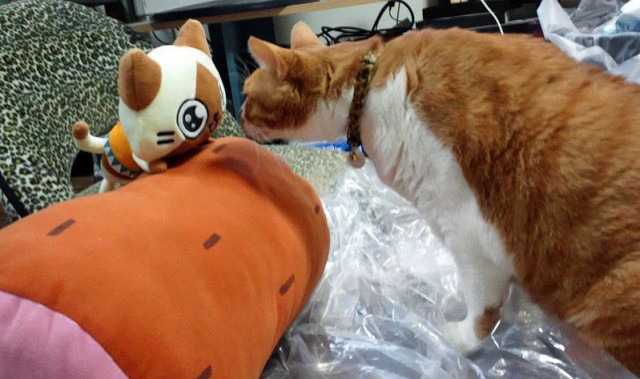 Коты и Кошки
