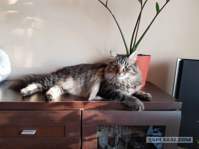 Котовторник 27.06.2017