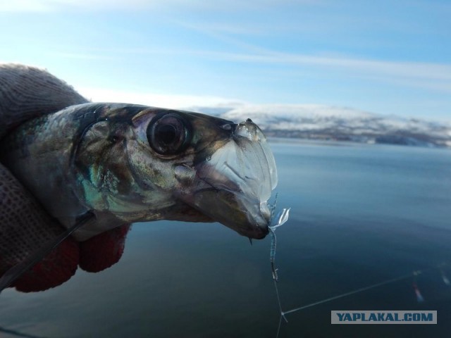 Морское меню Колымского рыбака