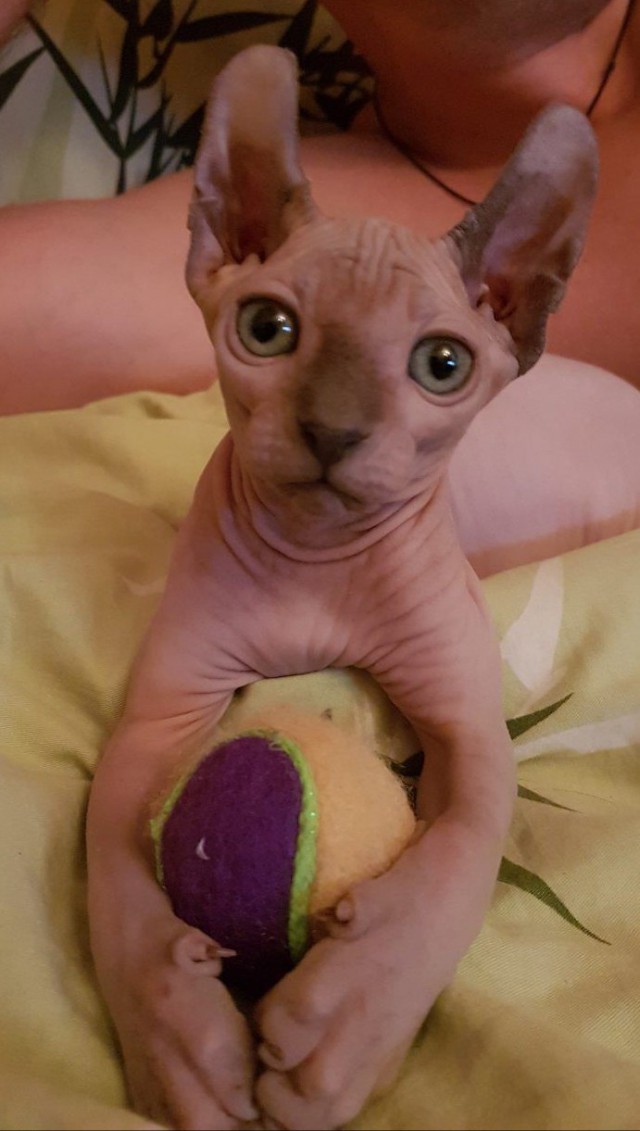 Коты и Кошки