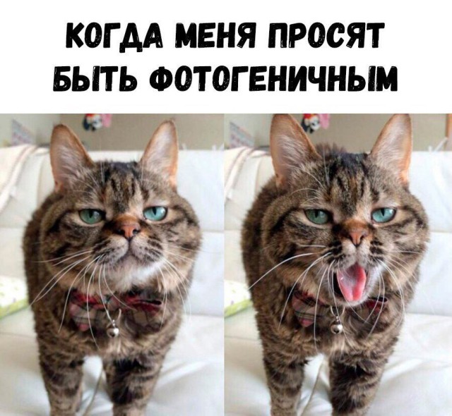 Фотобомбы котов