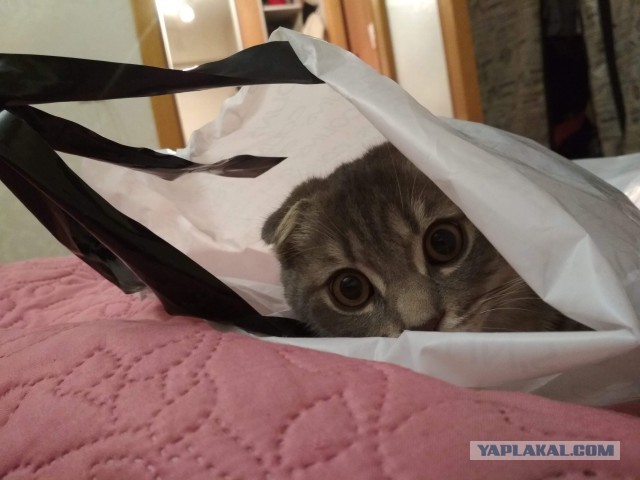 Кот без прикрас