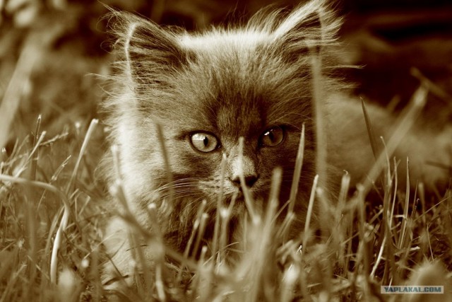 Котовторник на ЯПлакалъ (15.07.2008)