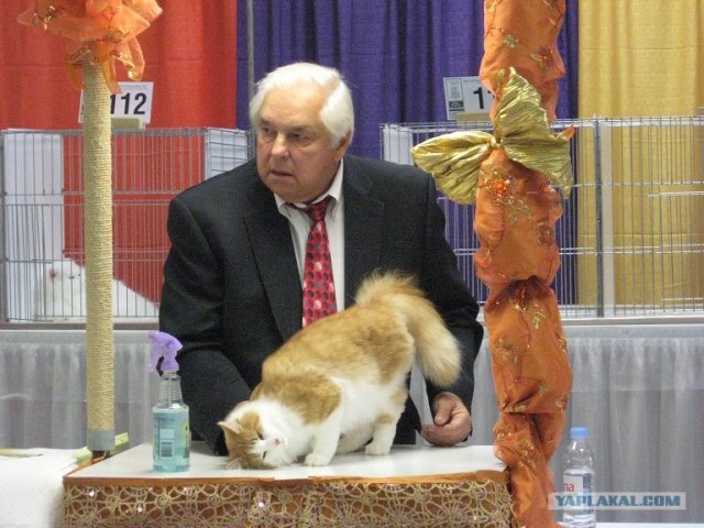 Iams Cat Championship в Нью- Йорке