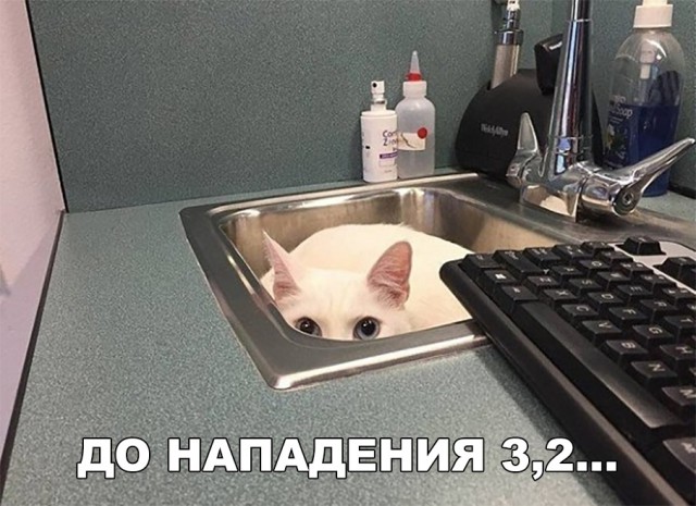 Немного милоты