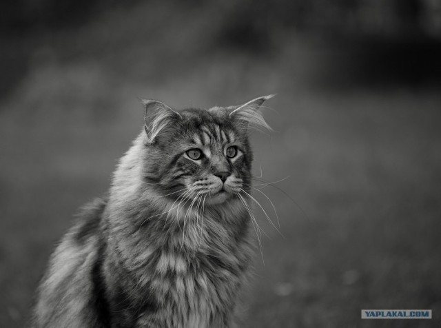 Котовторник на ферме (65 фот)