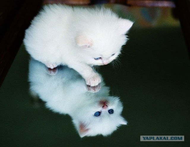Котовторник (02.06.2009)