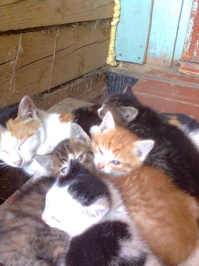 Котовторник на 04.08.2009