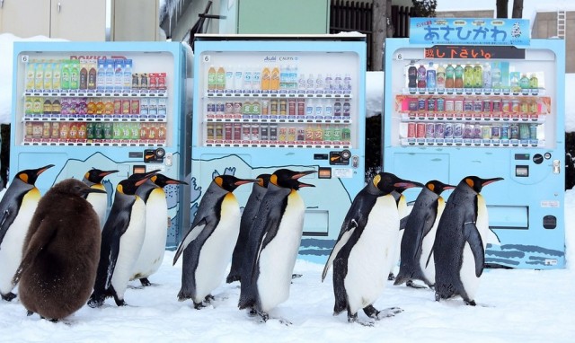 Прогулка Королевских Пингвинов