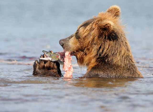 Праздник на медвежьей улице: Камчатские рыболовы