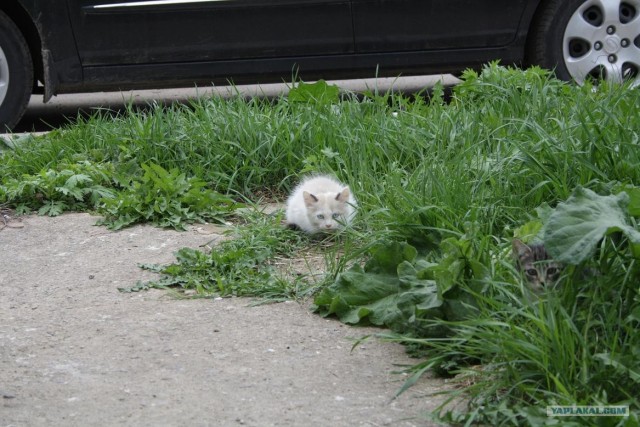 Начинаем котовторник!