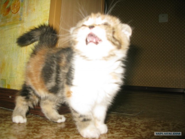 Котовторник!