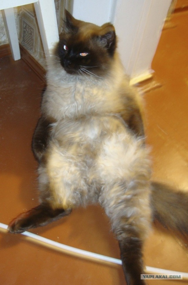 Котовторник 17 января