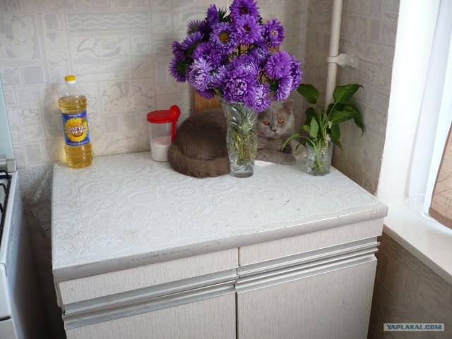 Котовторник (21.02.2012)