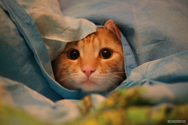 Котовторник 27.03.2012