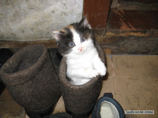 Котовторник  от 3.04.2012