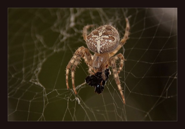 Сосед на лето.