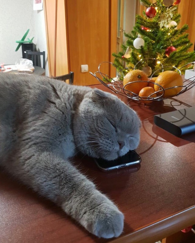 Живность из сети