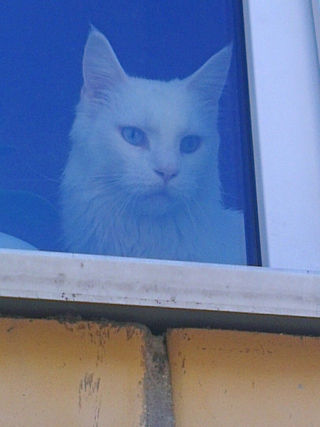 Прикольных котов пост