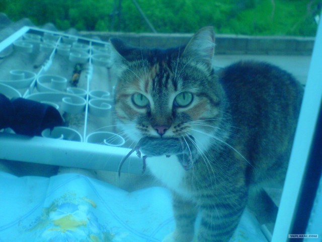 Котовторник 31.07.2012 г.