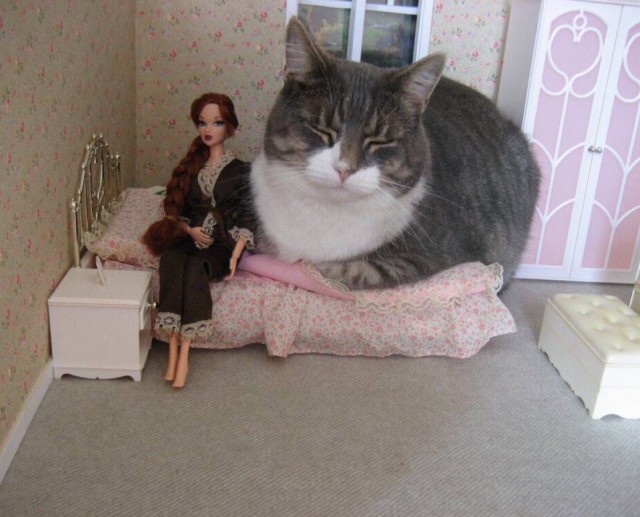Прикольных котов пост
