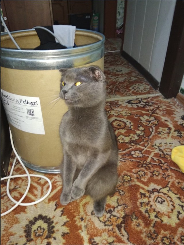 Забавные фото котеек
