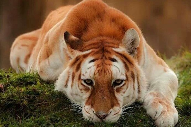 Дикий котовторник