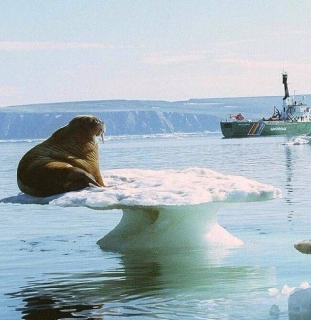 Живность из сети