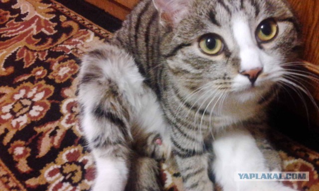 Мой котяра!