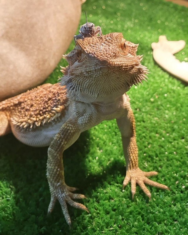 Забавные животные