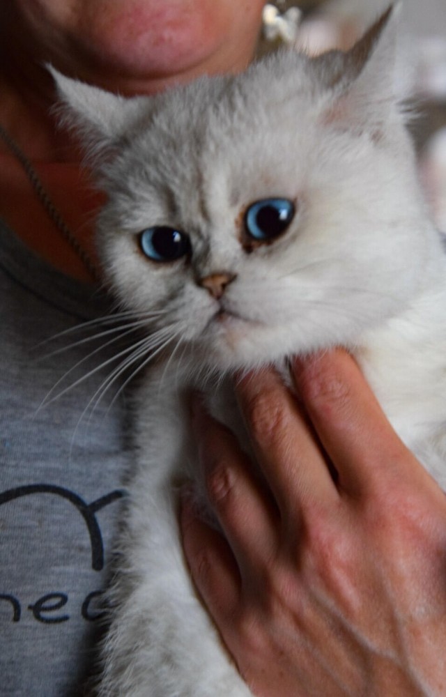 Котовторник 14.07.2020