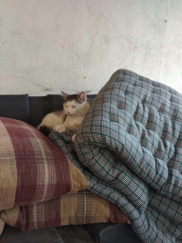 Котейка набралась сил