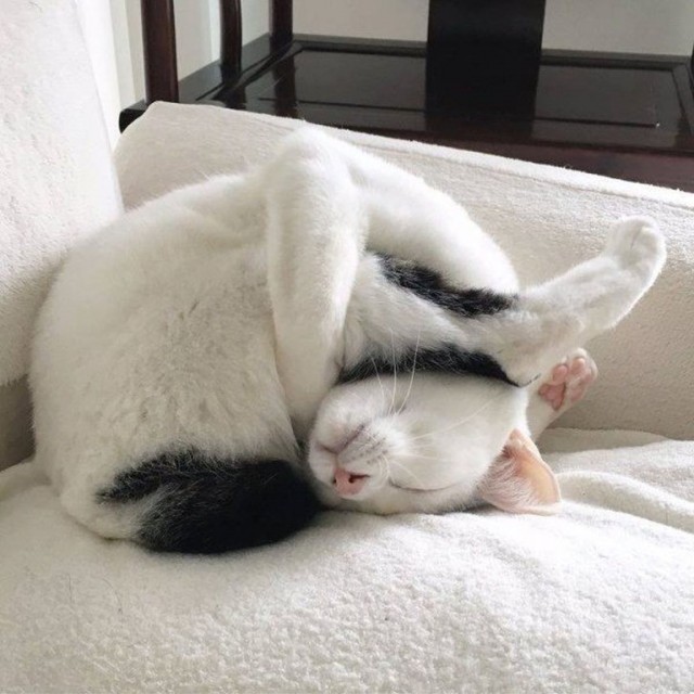 Котаны со странностями