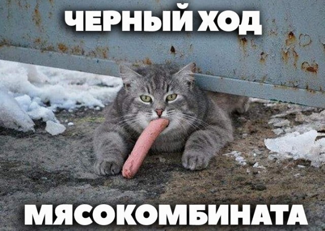 Картинки и мемы для настроения 004