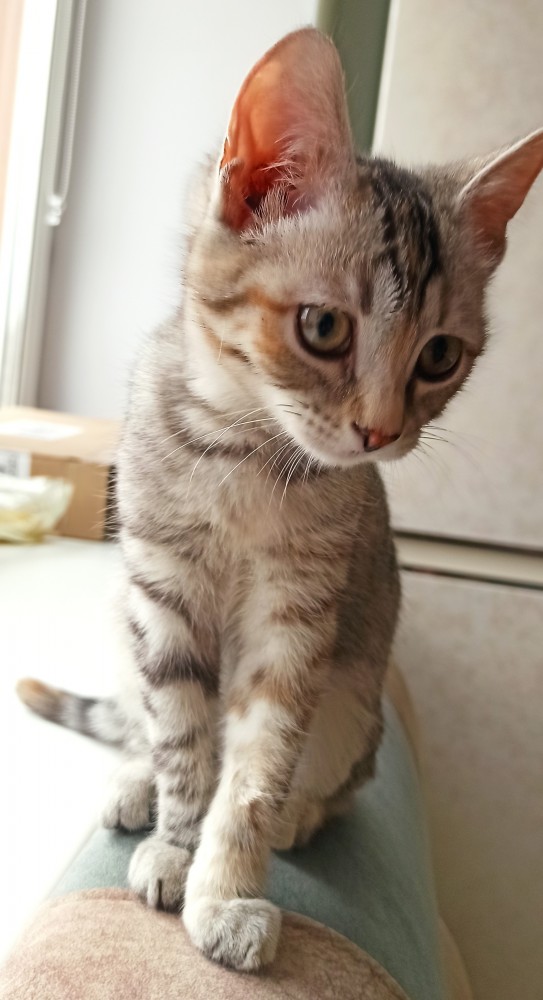 Вторник-кото