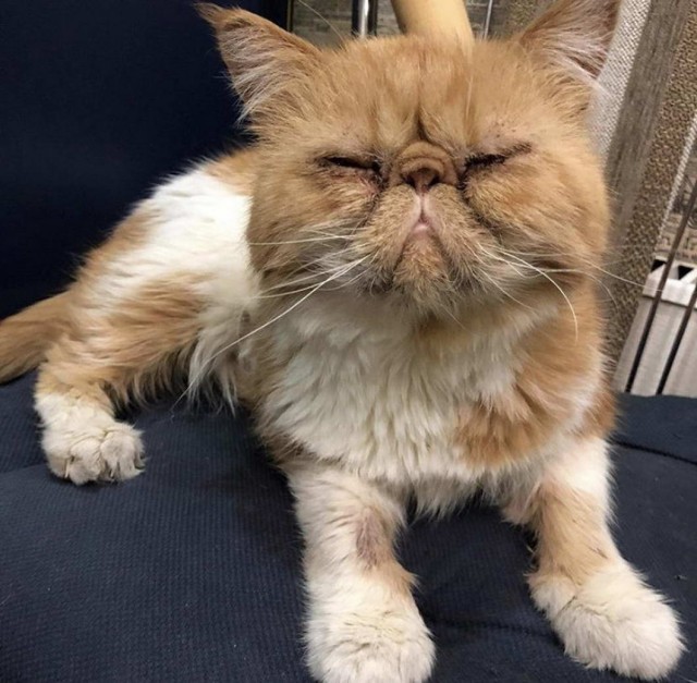 Которник