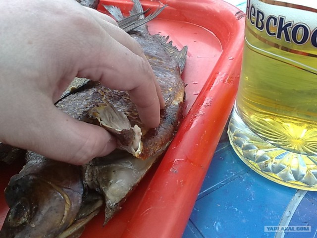 Все из рыбы!