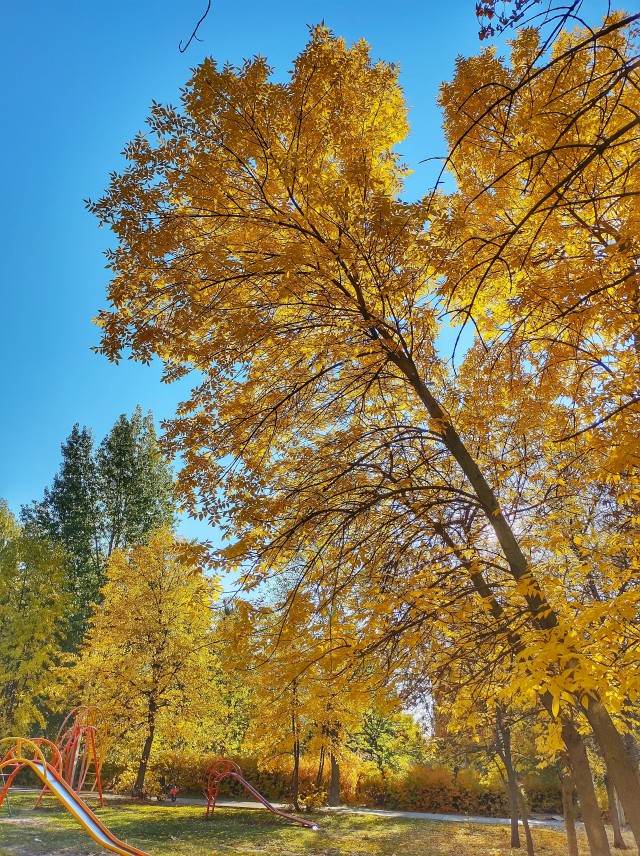 Листья жёлтые над городом кружатся
