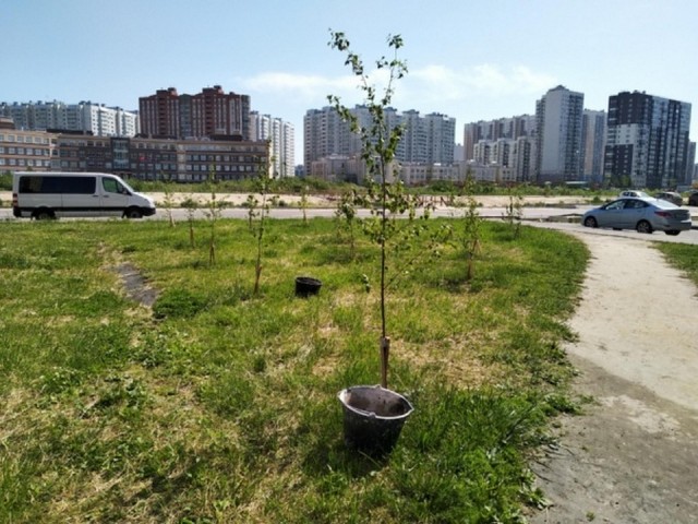 Свежая зелень