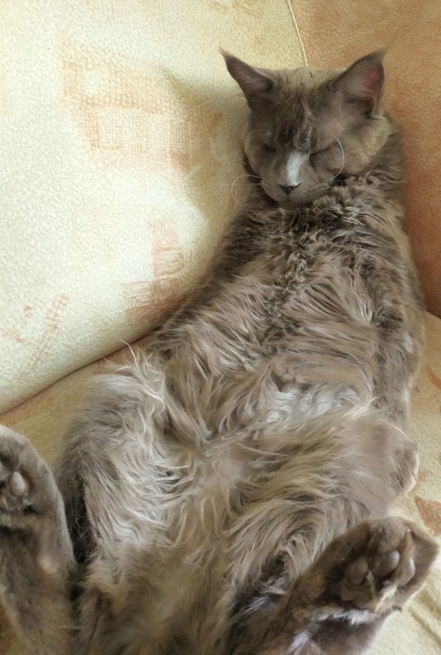 Кошка
