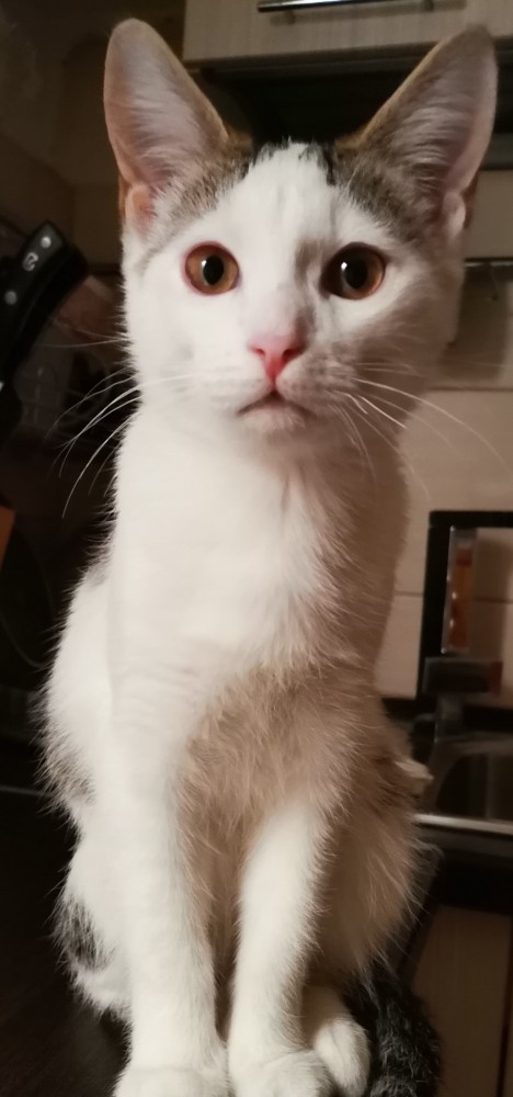 Котовторник. Февраль
