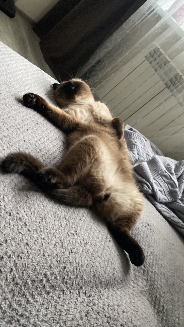 Господа и дамы ЯПа! Котовторник у нас начался! Отойдите от политоты и давайте котиков побольше!