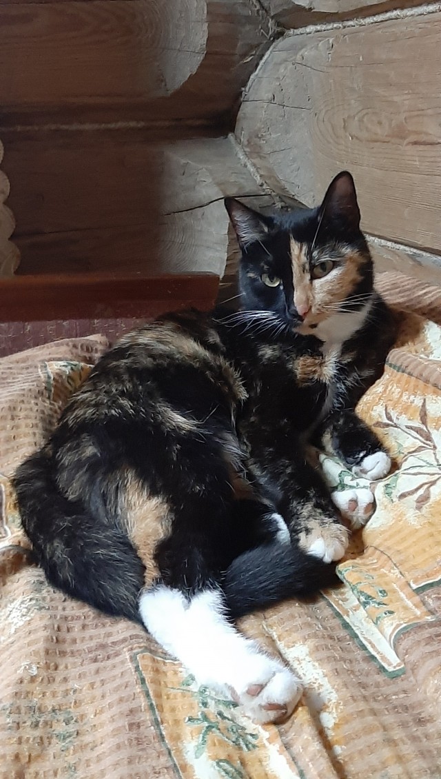Начну котовторник чуть раньше!