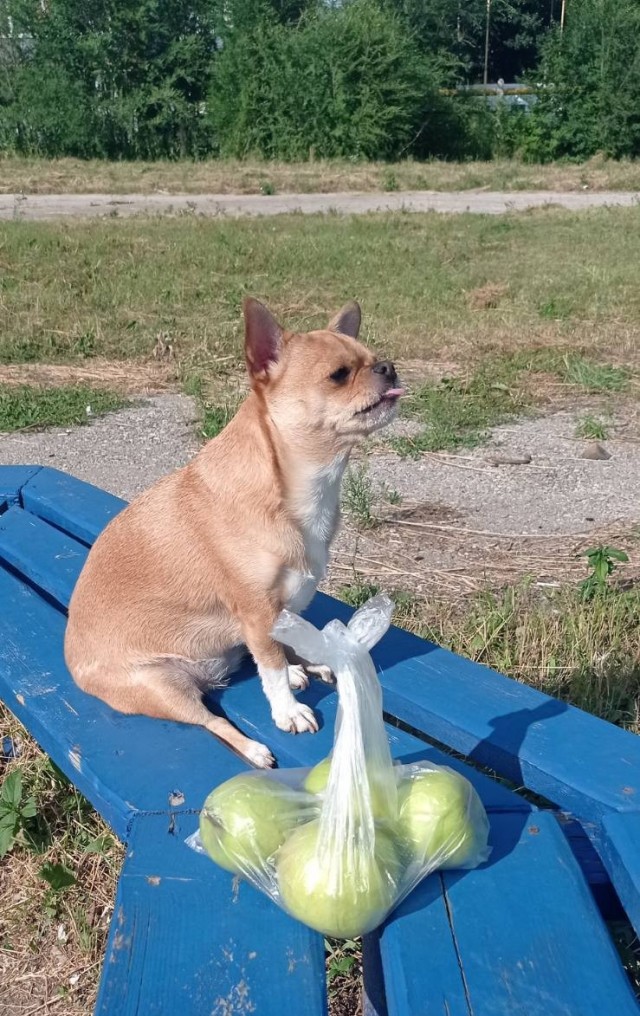 Про собачек